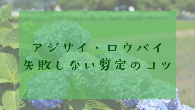 アジサイ・ロウバイの剪定