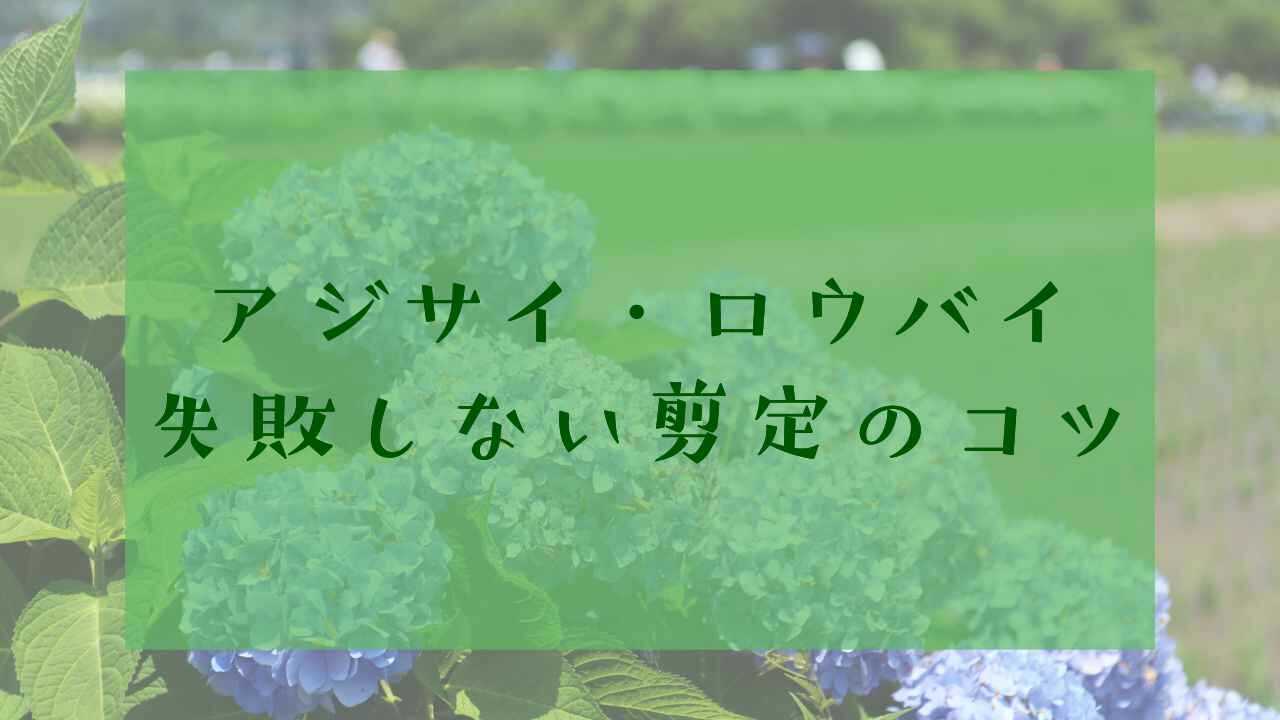 アジサイ・ロウバイの剪定