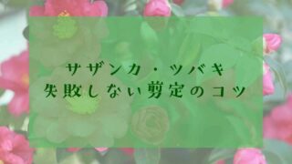 サザンカ・ツバキの剪定のコツ