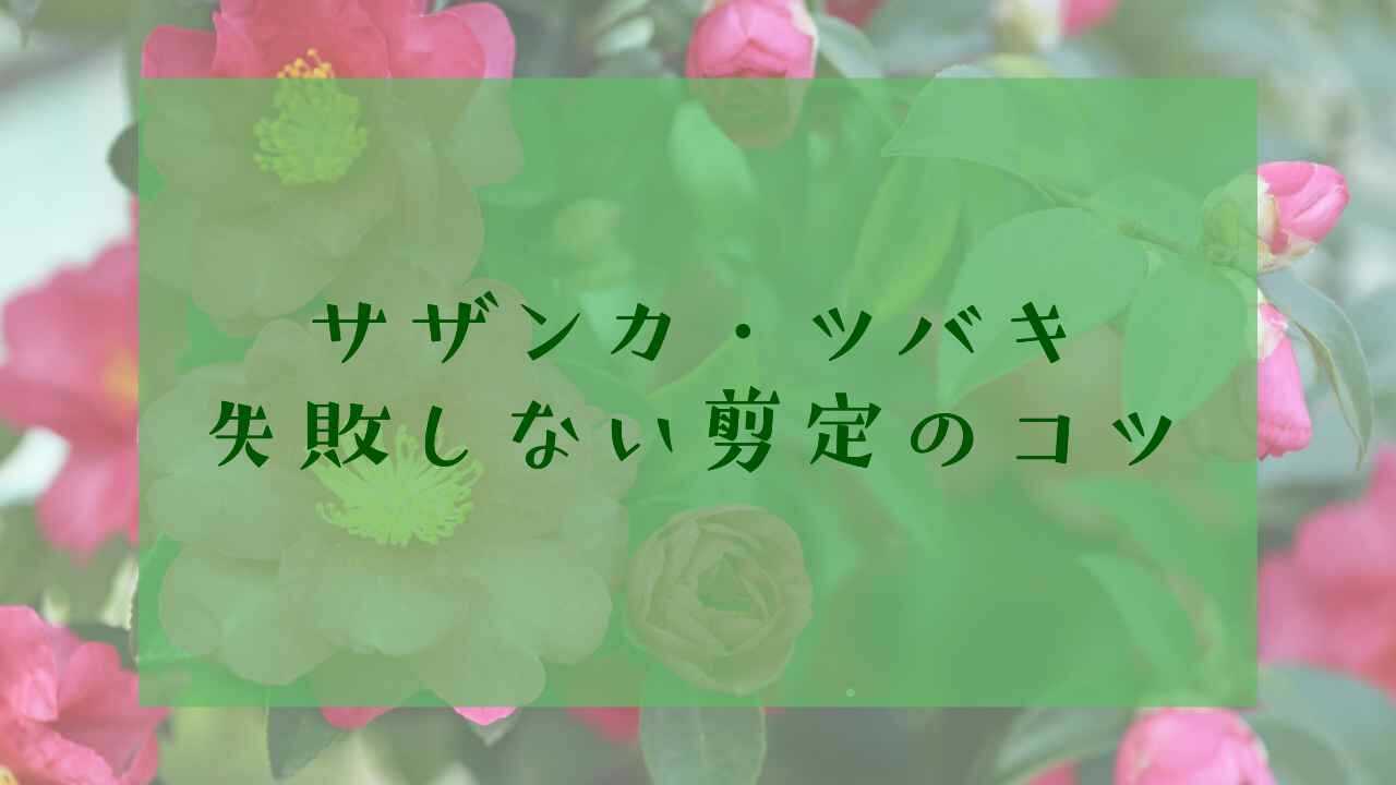 サザンカ・ツバキの剪定のコツ