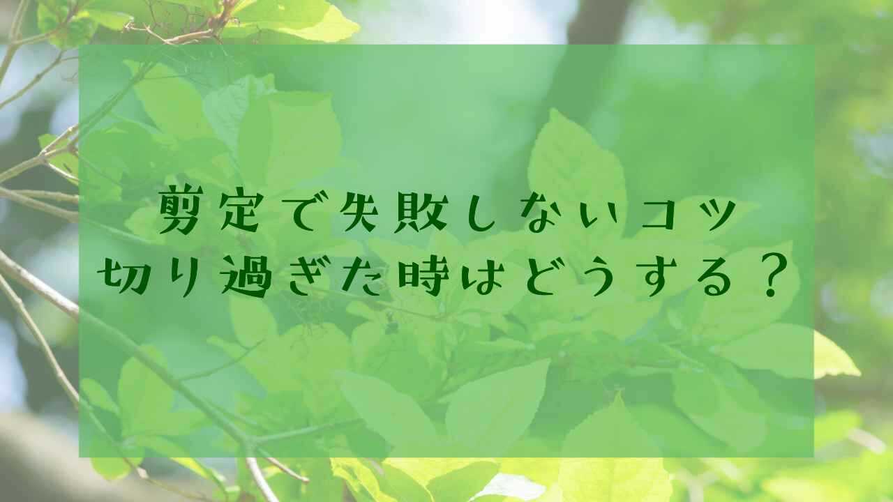 剪定　切り過ぎ