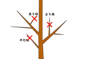 サザンカツバキ剪定図