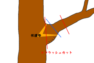 剪定切る場所