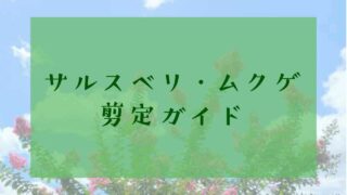 サルスベリ・ムクゲ剪定