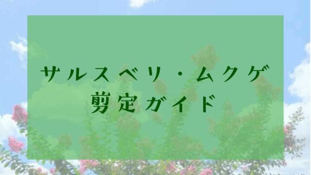 サルスベリ・ムクゲ剪定