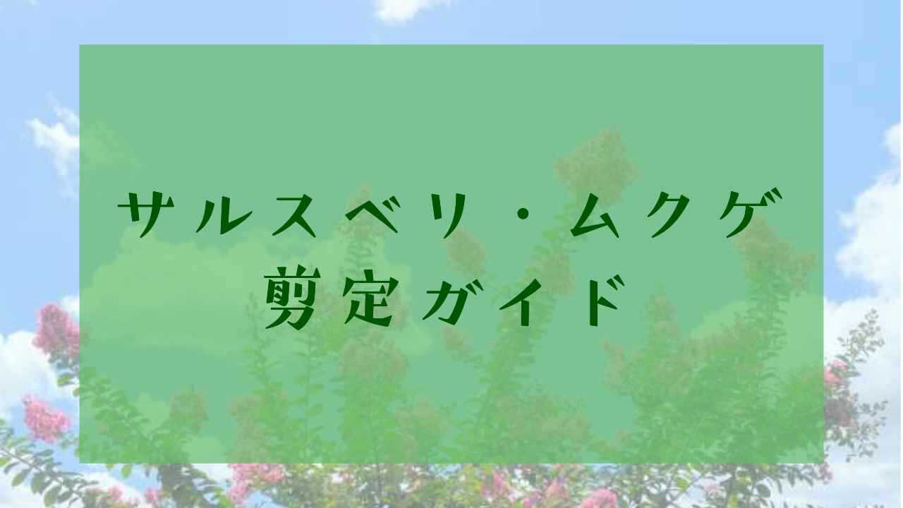サルスベリ・ムクゲ剪定