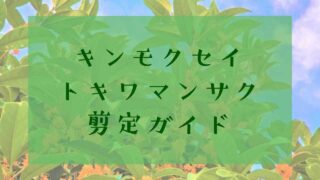 キンモクセイ・トキワマンサク剪定