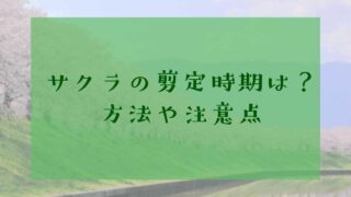 アイキャッチサクラの剪定