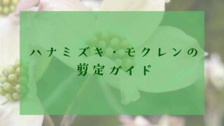 アイキャッチハナミズキ・モクレン剪定