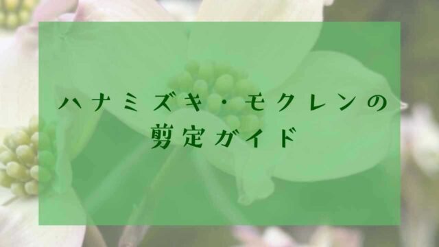 アイキャッチハナミズキ・モクレン剪定
