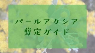 アイキャッチパールアカシア剪定