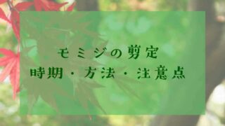 アイキャッチモミジの剪定
