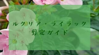 アイキャッチルクリア・ライラック剪定