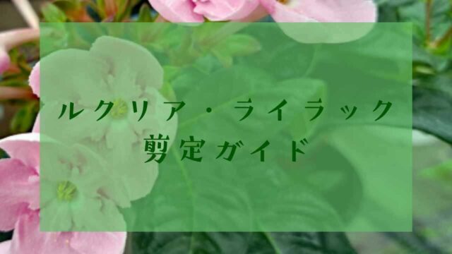 アイキャッチルクリア・ライラック剪定