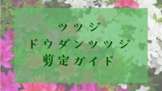 ツツジ・ドウダンツツジ剪定