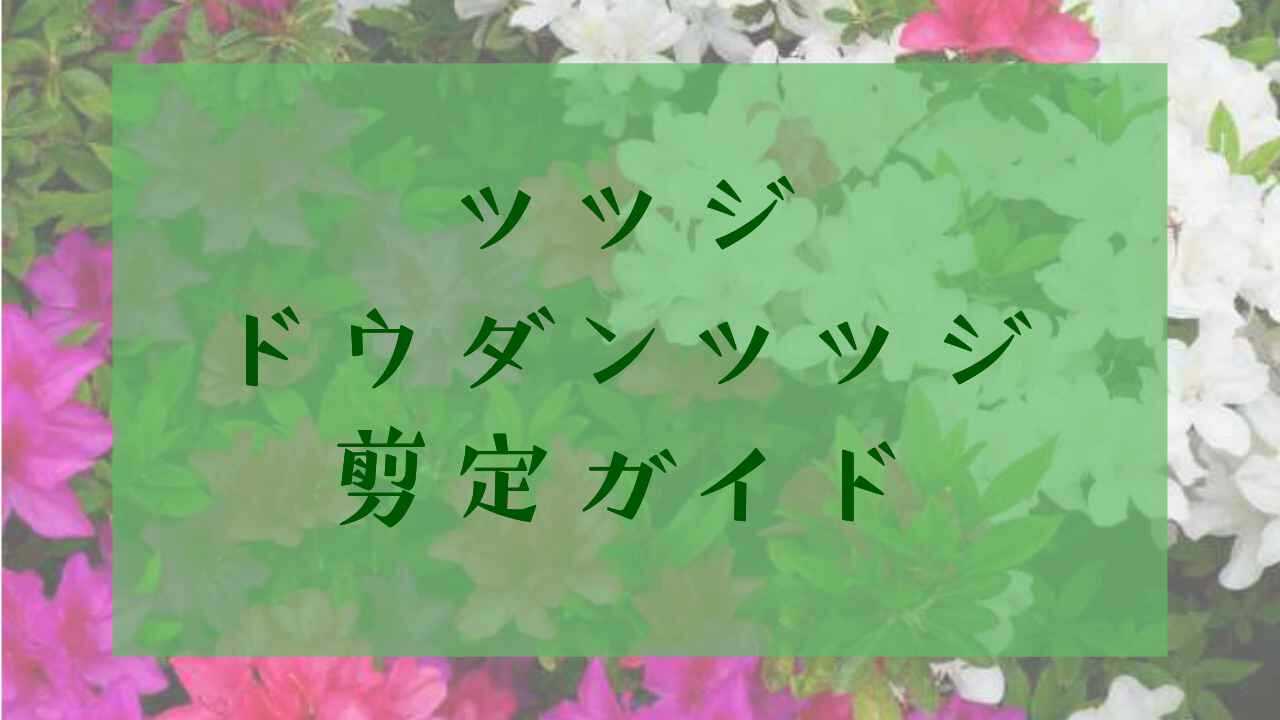 ツツジ・ドウダンツツジ剪定