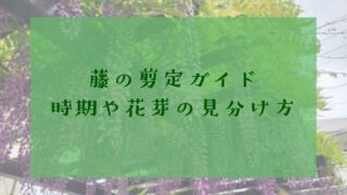 藤の剪定
