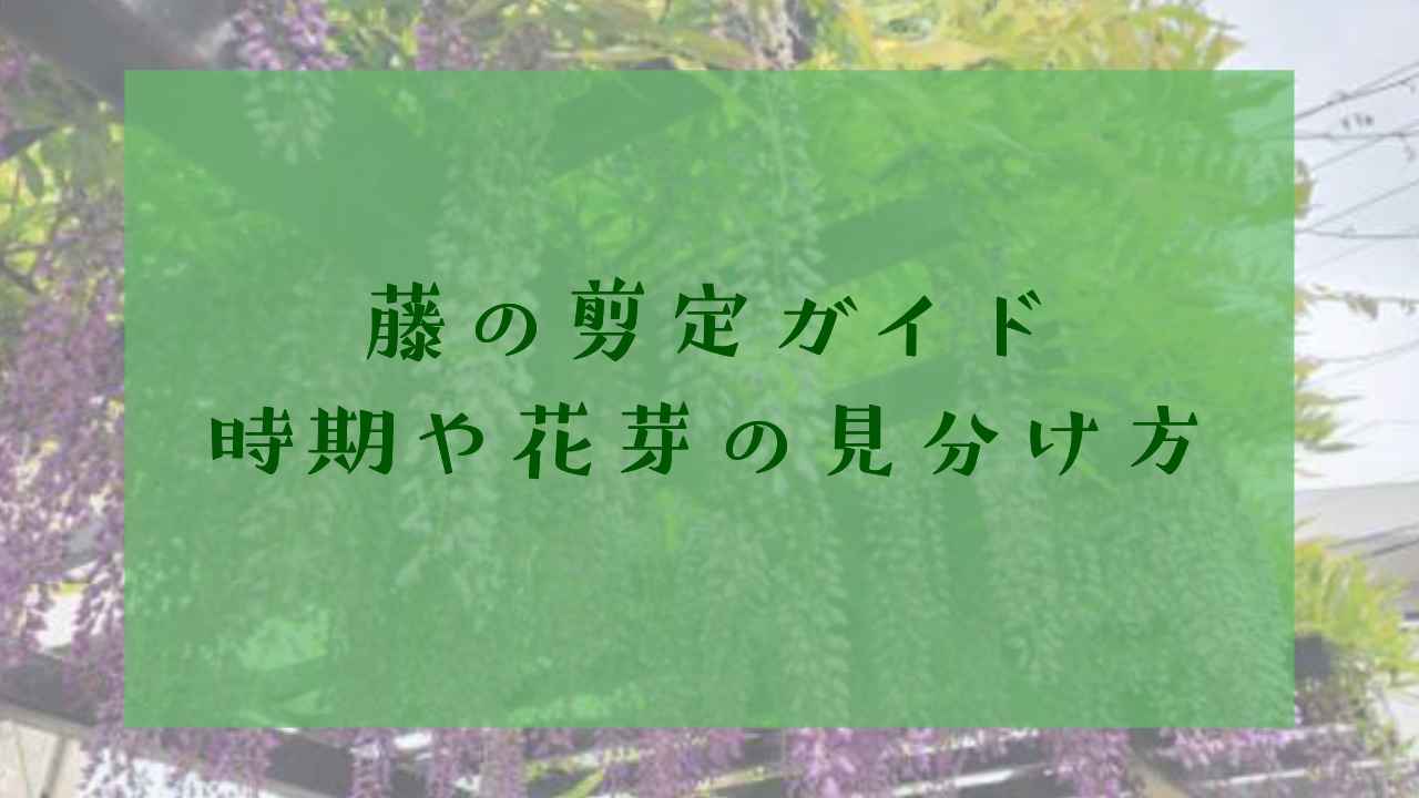 藤の剪定