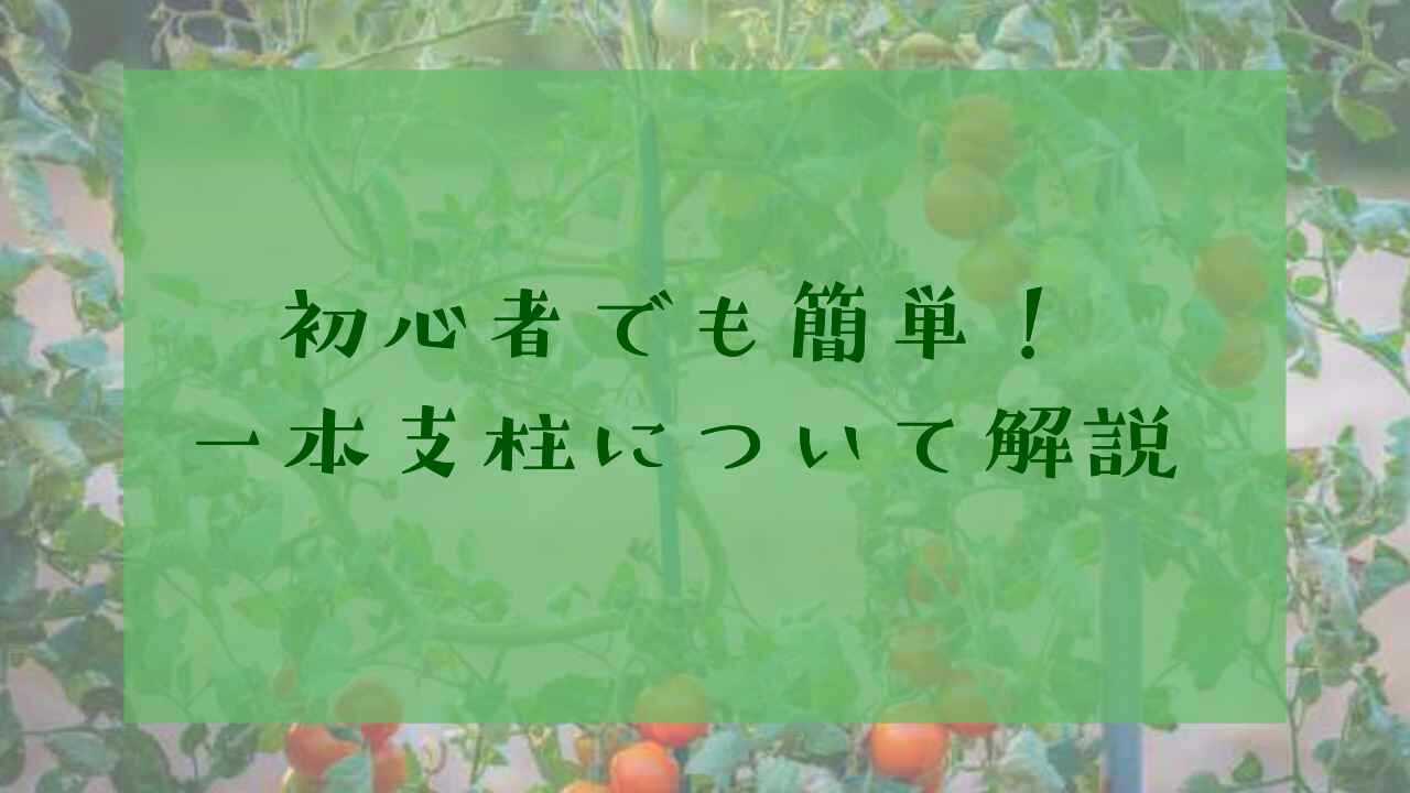 一本支柱のやり方を徹底解説!初心者におすすめの野菜は?|庭木の剪定・伐採ガイド