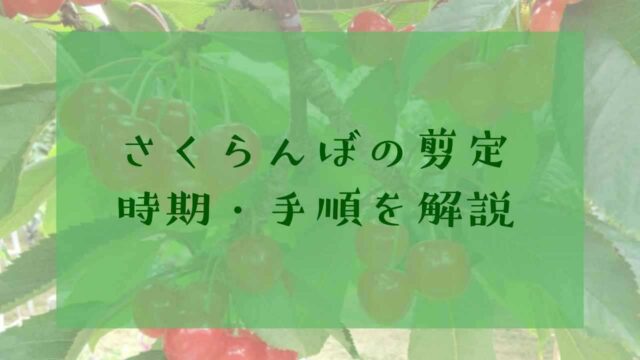 アイキャッチさくらんぼの剪定