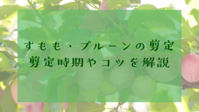 アイキャッチすもも・プルーンの剪定