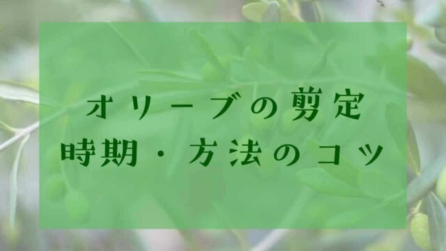 アイキャッチオリーブの剪定