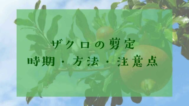 アイキャッチザクロの剪定
