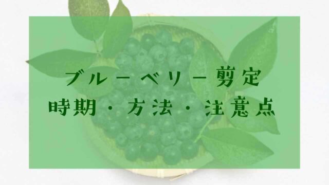 ブルーベリー剪定