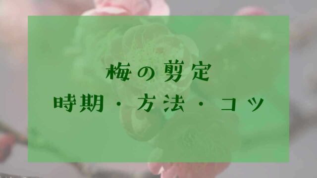 アイキャッチ梅の剪定