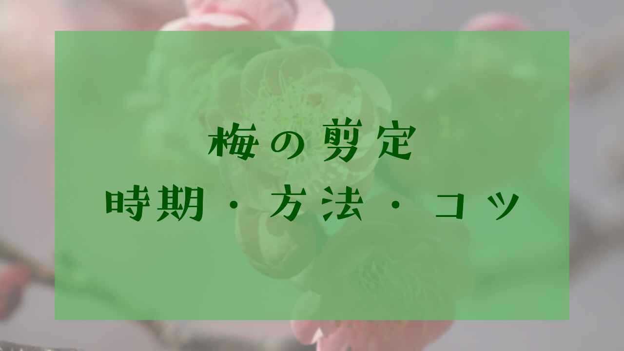 アイキャッチ梅の剪定
