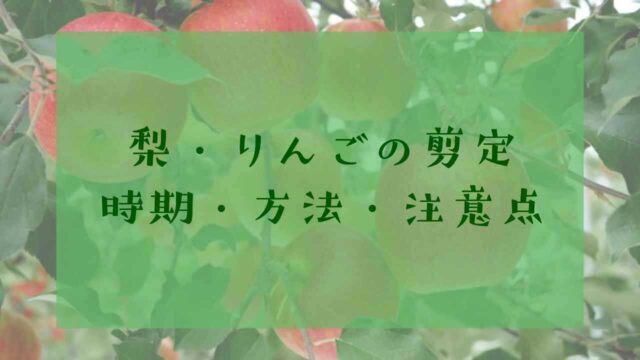 アイキャッチ梨・りんごの剪定