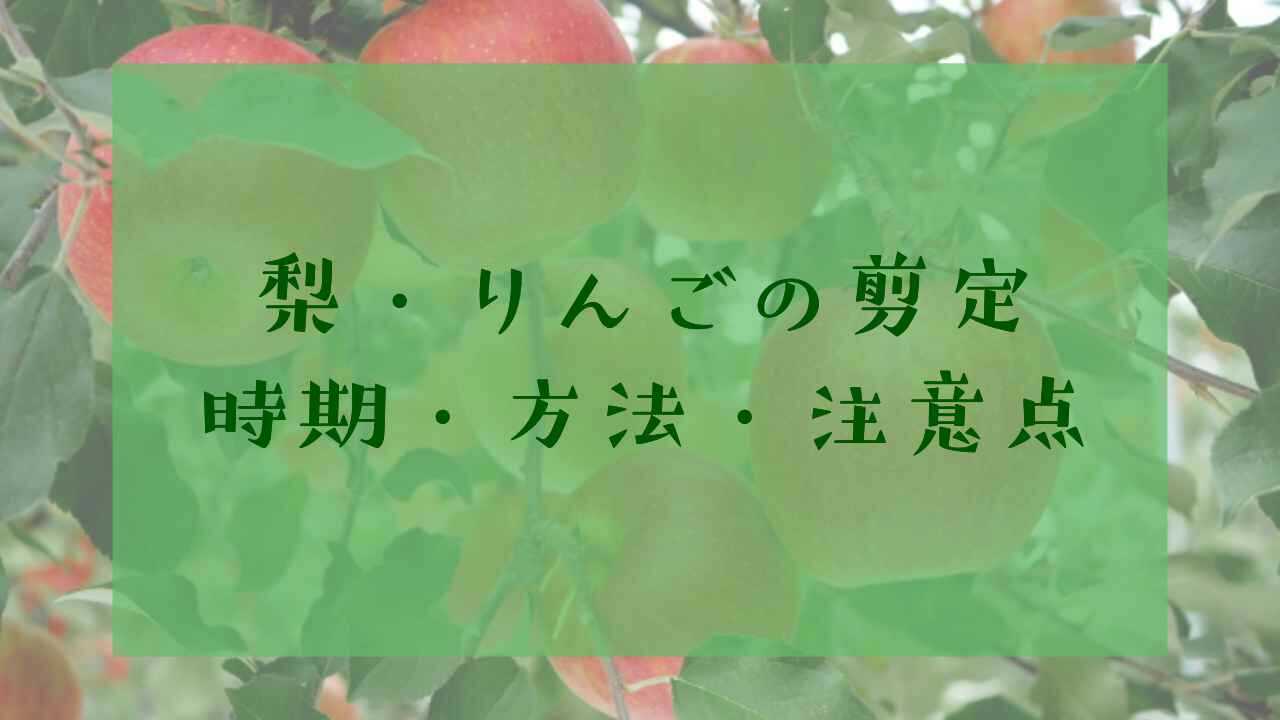 アイキャッチ梨・りんごの剪定