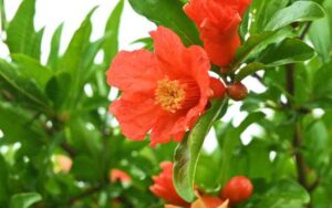 ザクロの花