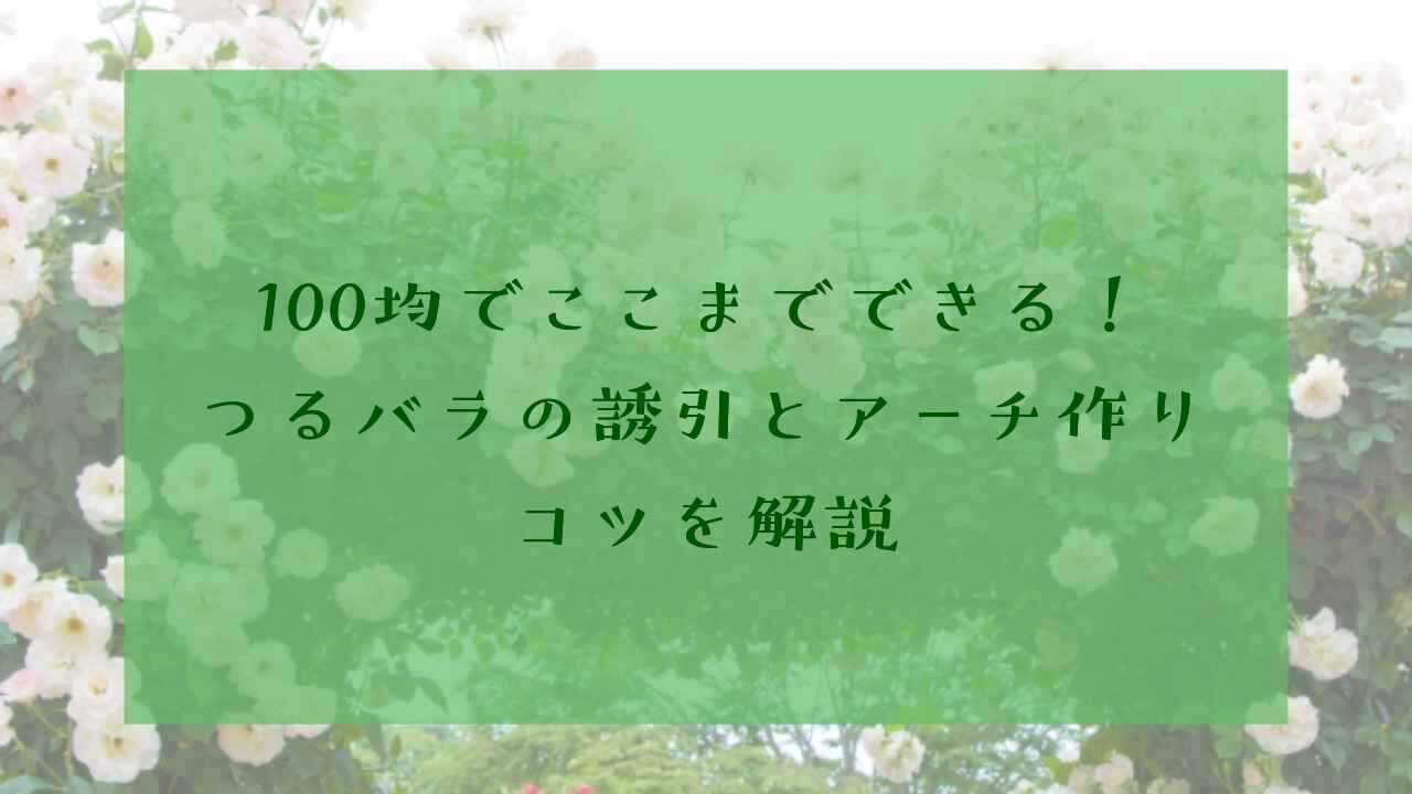 アイキャッチ100均つるバラ誘引