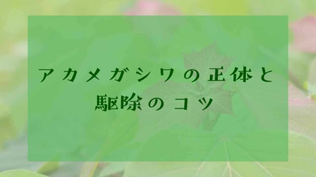 アイキャッチアカメガシワ駆除