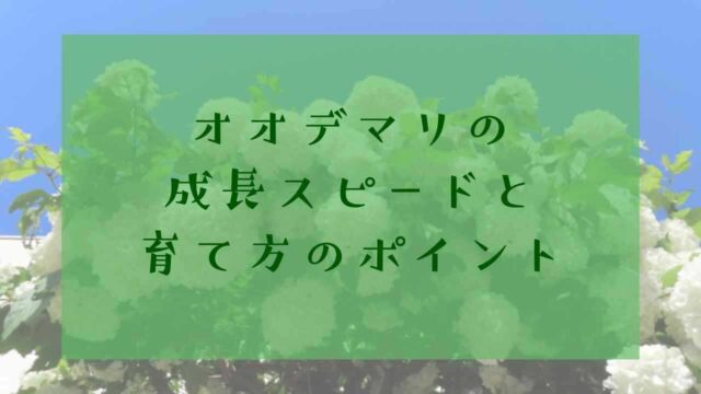 アイキャッチオオデマリ成長速度