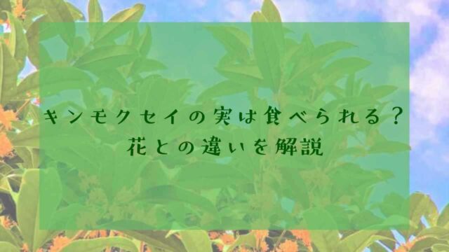 アイキャッチキンモクセイ実
