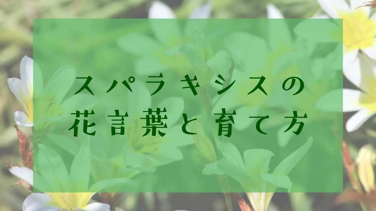 アイキャッチスパラキシス花言葉