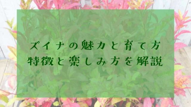 アイキャッチズイナ