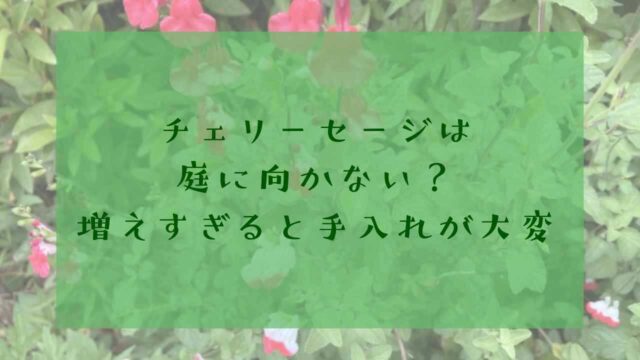 アイキャッチチェリーセージ増えすぎ