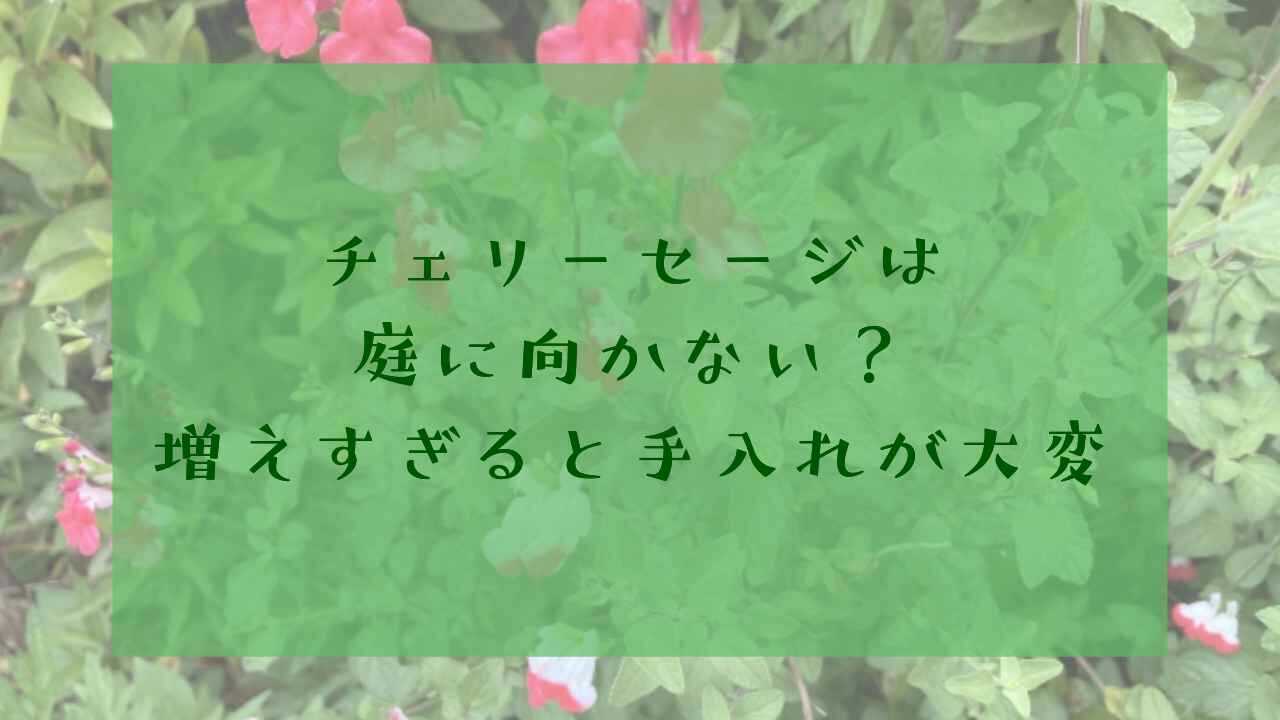 アイキャッチチェリーセージ増えすぎ