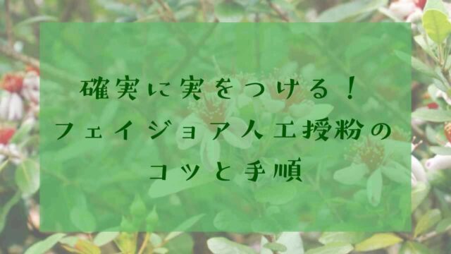 アイキャッチフェイジョア人工授粉