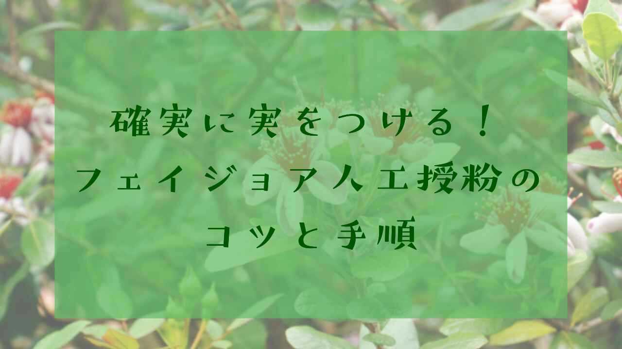 アイキャッチフェイジョア人工授粉