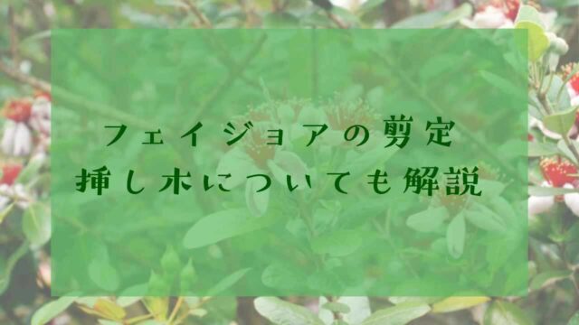 アイキャッチフェイジョア剪定