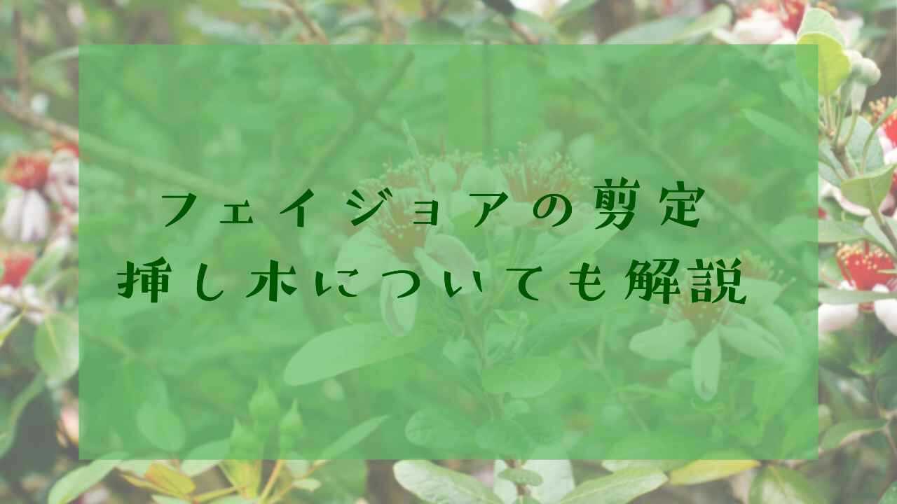 アイキャッチフェイジョア剪定