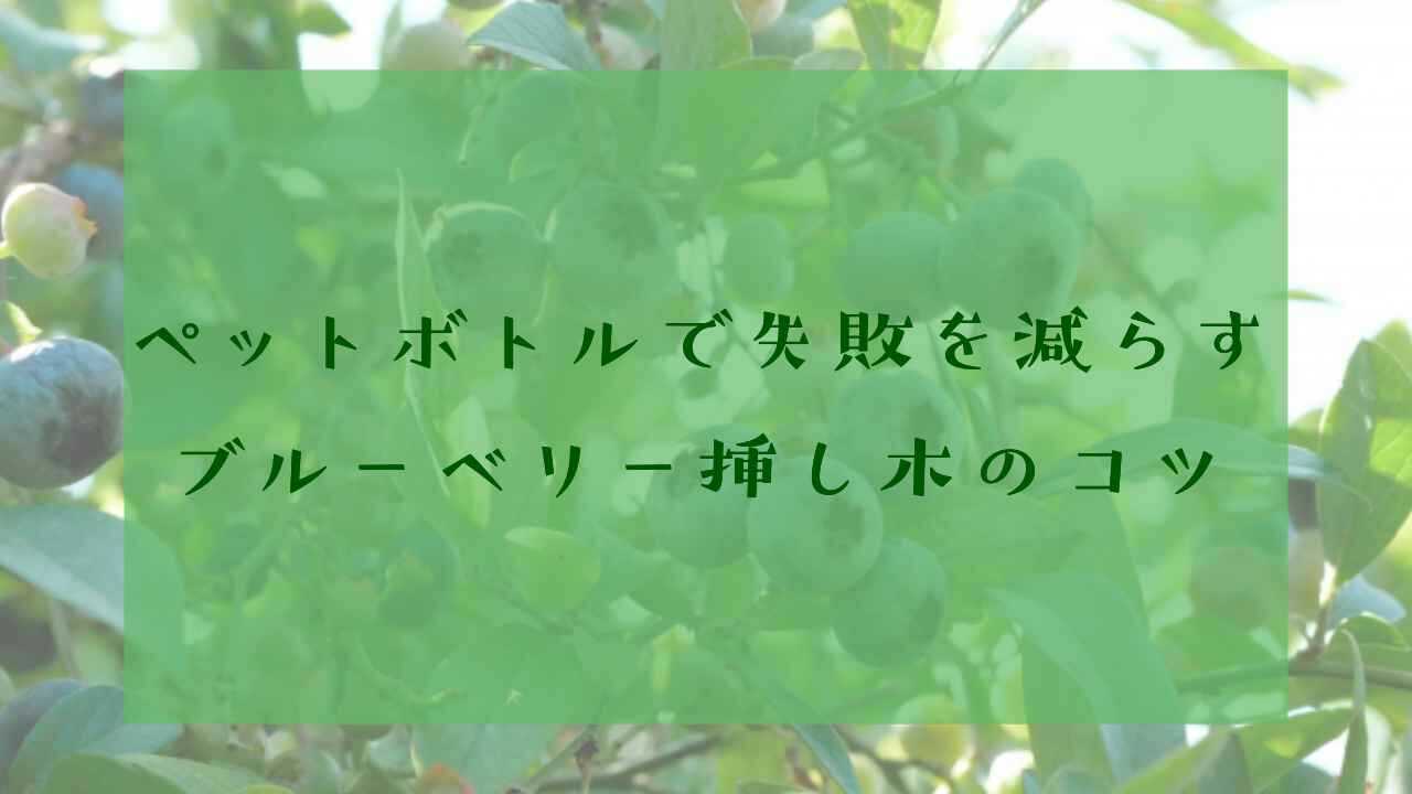 アイキャッチペットボトルブルーベリー挿し木
