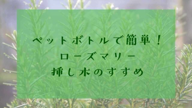 アイキャッチローズマリー挿し木ペットボトル