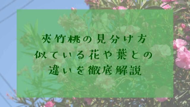 アイキャッチ夾竹桃見分け方