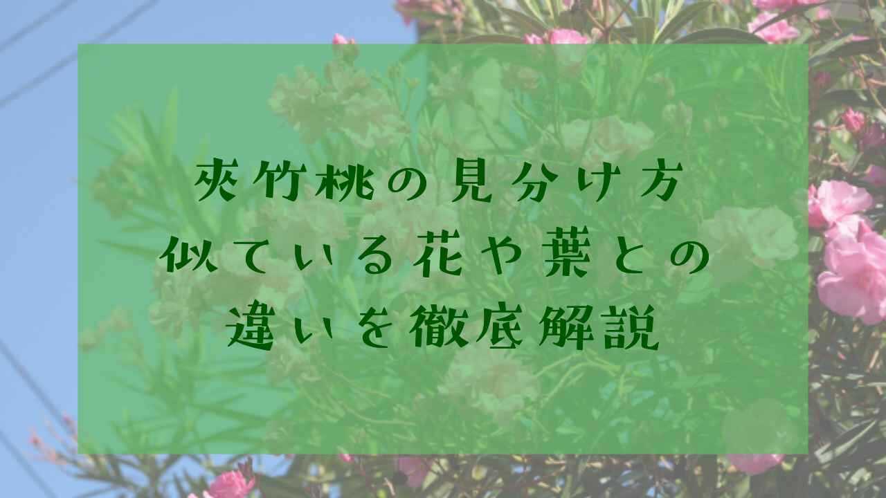 アイキャッチ夾竹桃見分け方