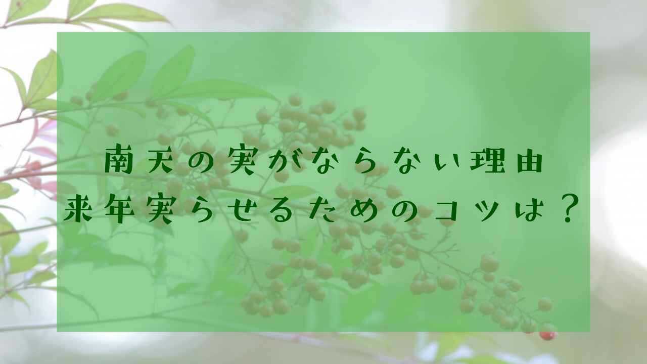 アイキャッチ実のならない南天